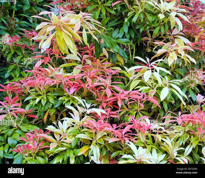 Pieris