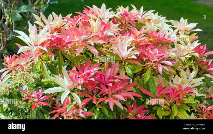 Mountain fire pieris