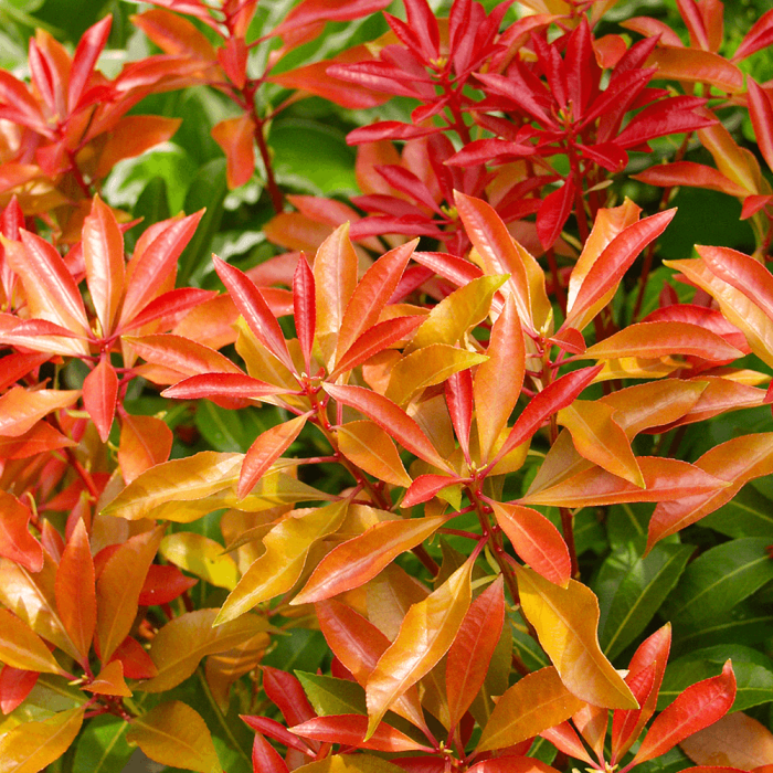 Mountain fire pieris