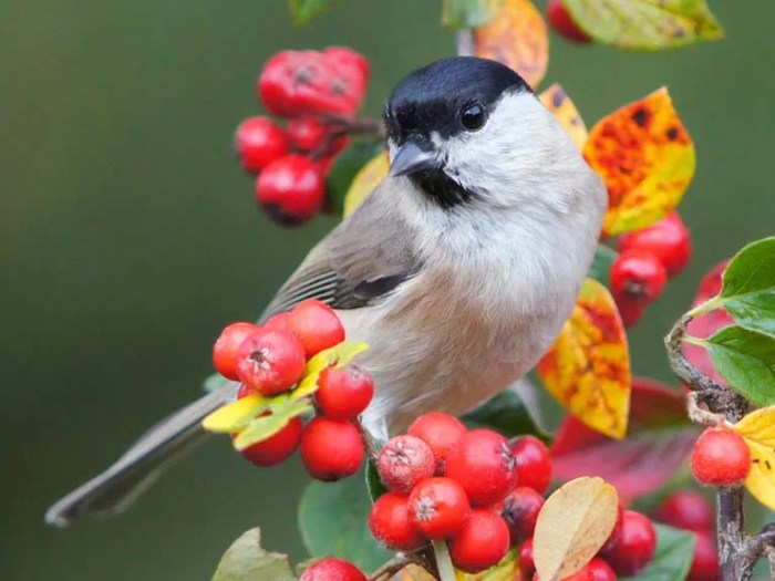 Bird Gardening: Attracting Birds to Your Spring Garden