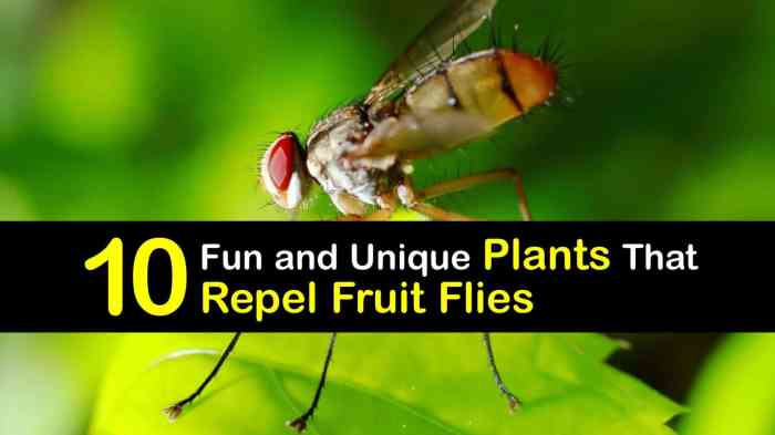 The effectiveness of natural repellents for fruit flies