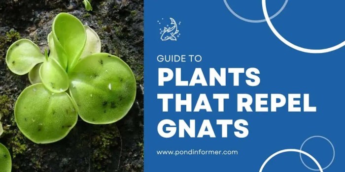 The effectiveness of natural repellents for fungus gnats