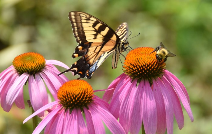 Pollination bee bees information bumble honey california impatiens act environmental crops bombus field title state quality