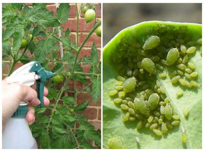 The effectiveness of garlic spray for aphids