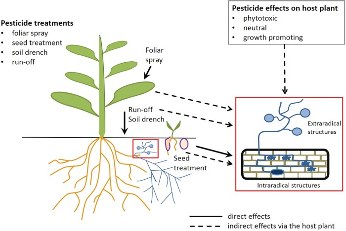 The role of fungi in pest control