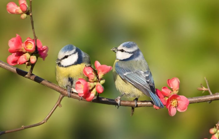 Birds and Frost: A Springtime Awakening