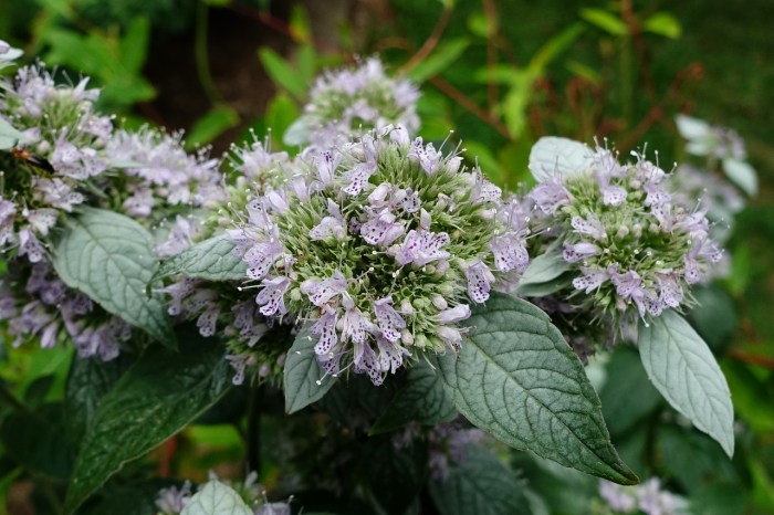 Hoary mountain mint