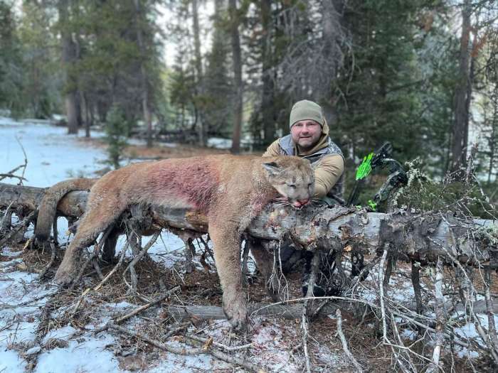 Mountain lion hunting