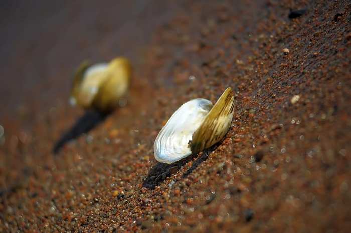 Freshwater clams clam food size small asian care