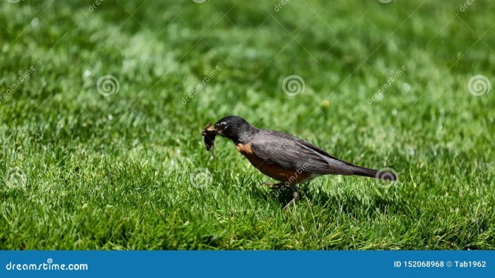 Birds and Worms: A Springtime Delicacy