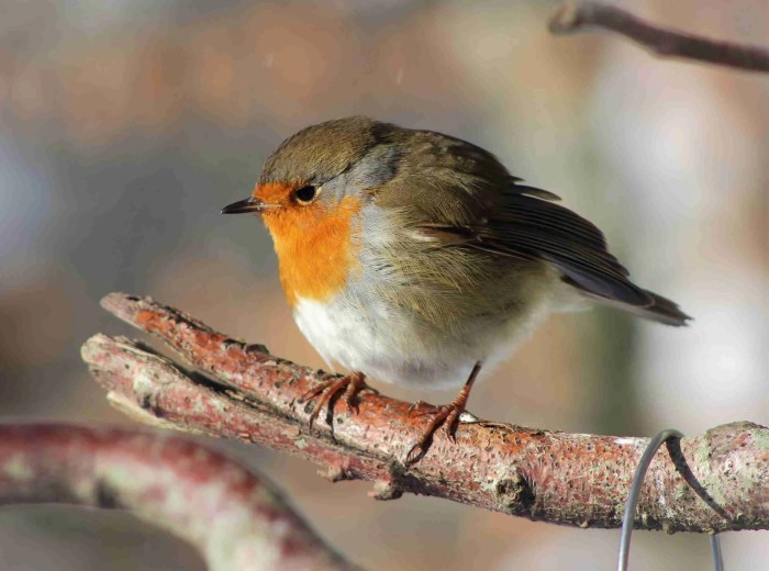 Birdsong and Productivity: A Springtime Boost