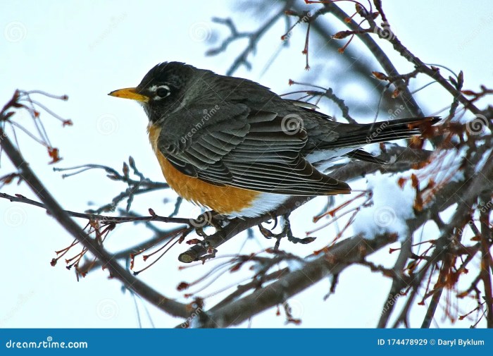 Robins as Harbingers of Spring