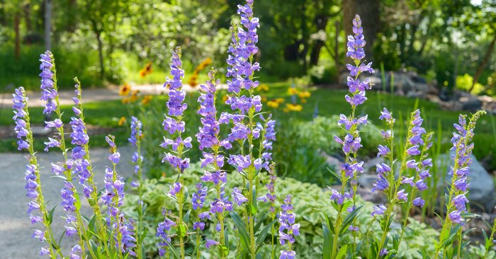 Rocky mountain penstemon