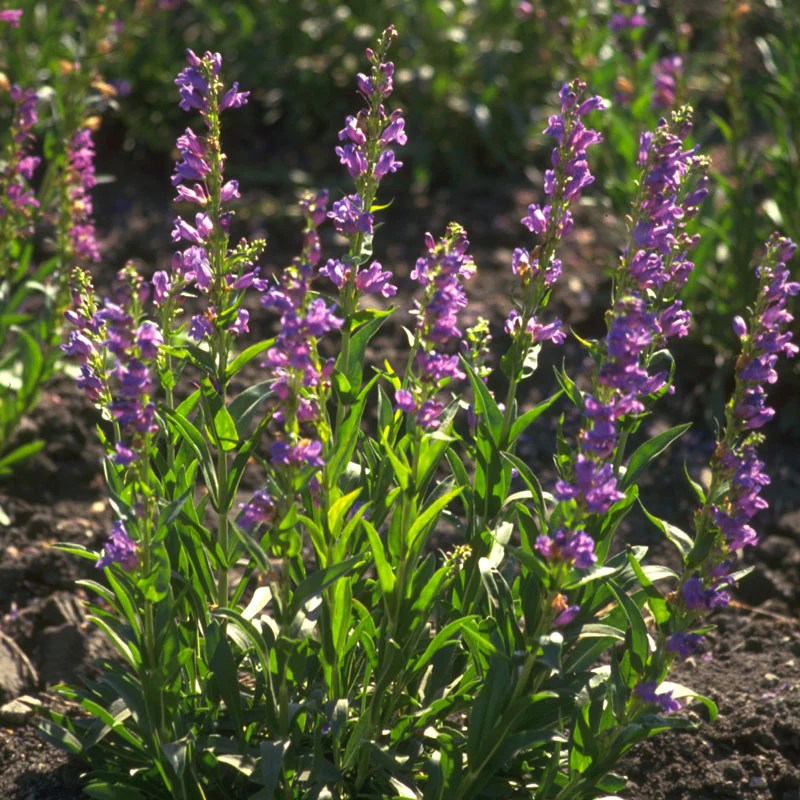 Penstemon strictus rocky mountain