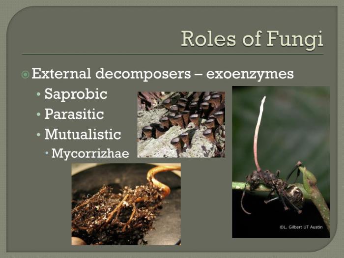 Fungi entomopathogenic control insect pests