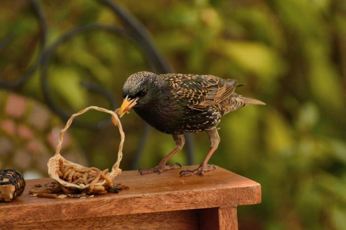 Birds and Worms: A Springtime Delicacy