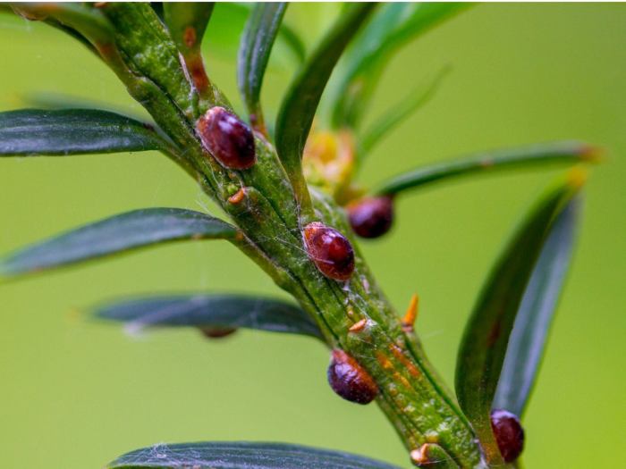 Rosemary beetle alert whixley