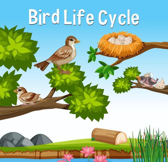 Birds and the Cycle of Life: Spring as a New Beginning