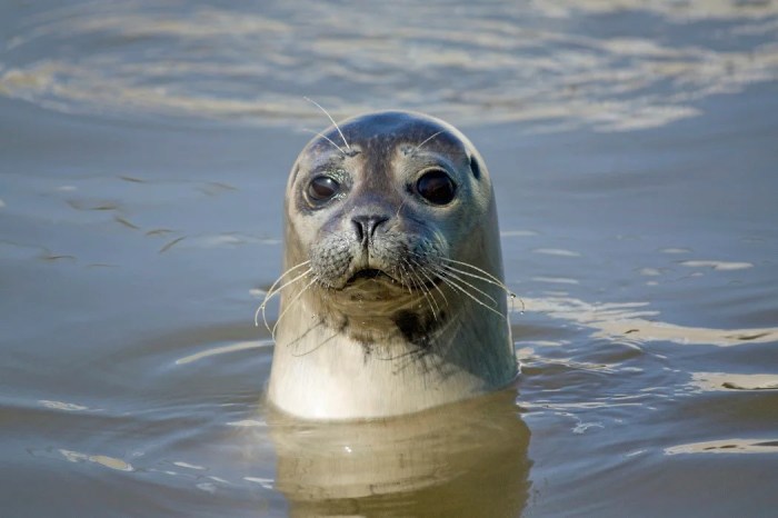 Door shower seal