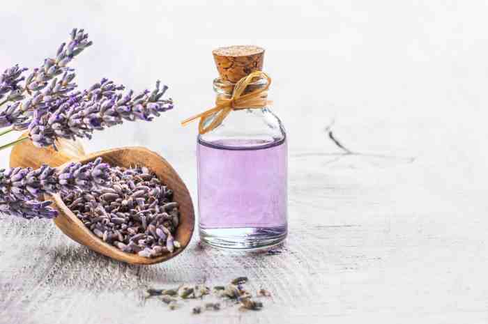 The benefits of lavender for bug control