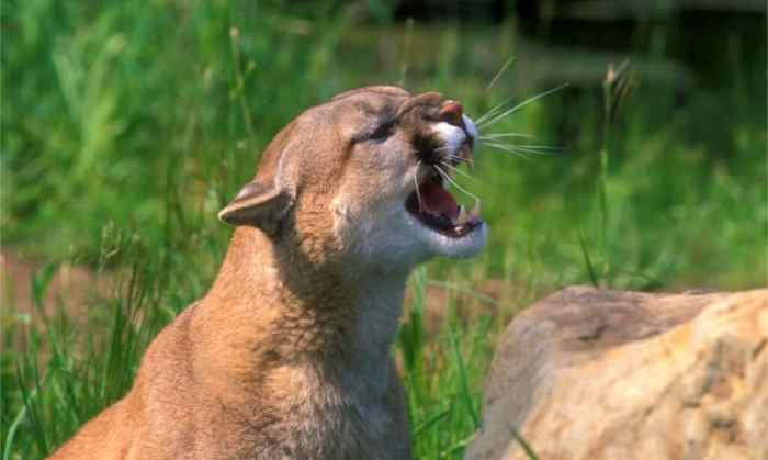 Mountain lion tennessee