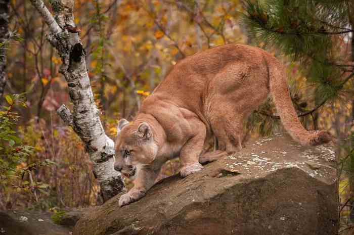 Mountain lions in ny