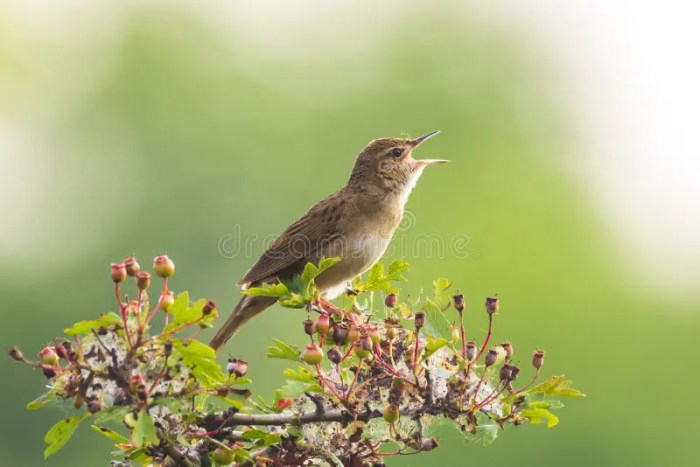 Birds and Grasshoppers: A Springtime Symphony