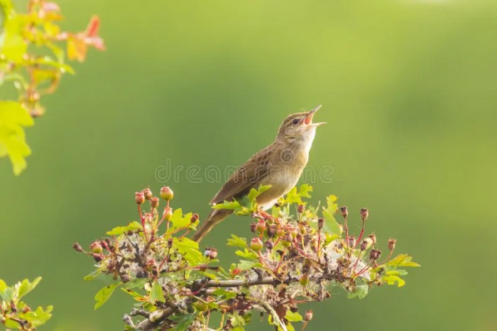 Birds and Grasshoppers: A Springtime Symphony