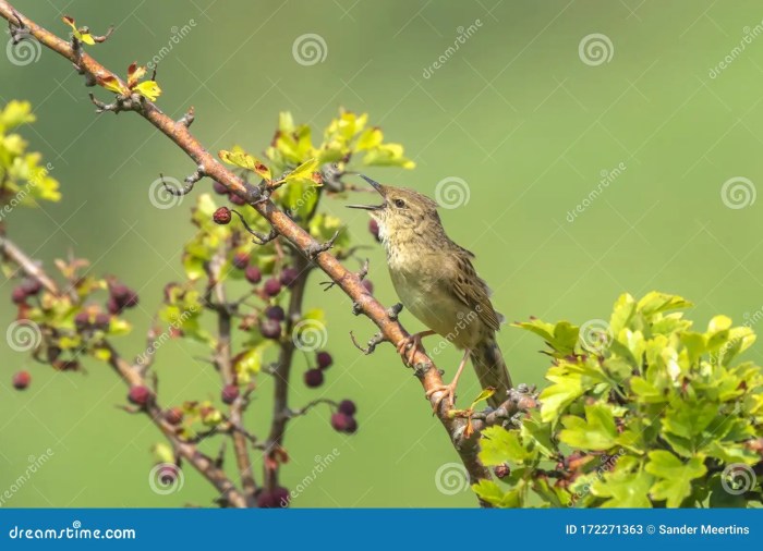 Warbler grasshopper locustella naevia bird mate