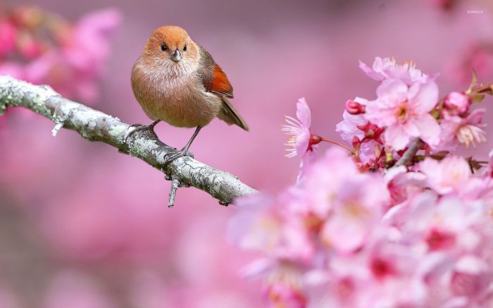 Winter spring robin bird nature branch fauna season flora photography leaf world wildlife sparrow flower close blossom animals beautiful twig