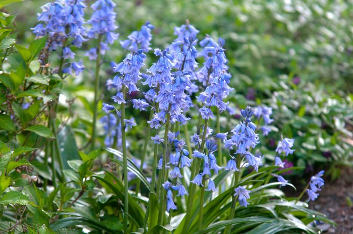 Bluebells