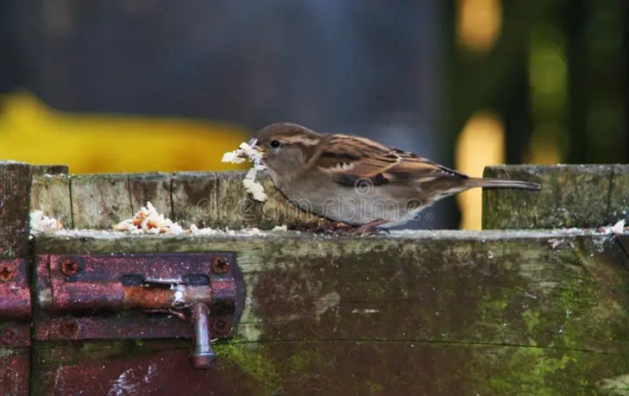 Birds and Breadcrumbs: A Springtime Treat