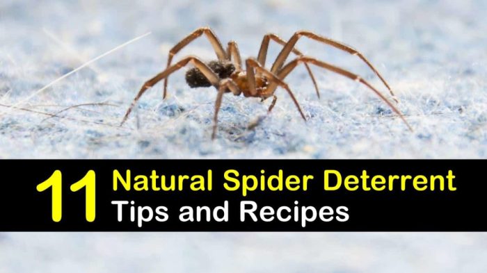 Repellent spider natural