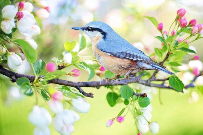 Spring bird desktop birds wallpaper wiosna tapety darmowe wallpapers flowers hd wallpaperjpg springtime animals wallpapersafari ptaka pulpitu time