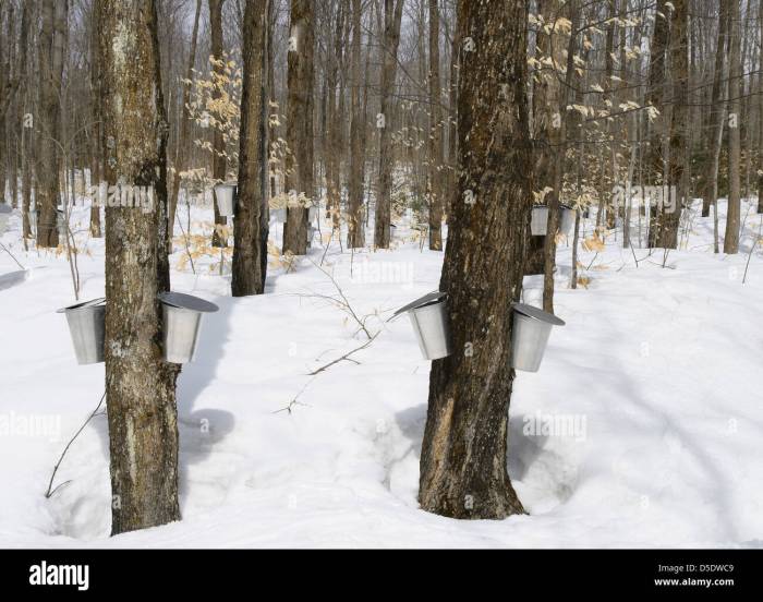 Birds and Sap: A Springtime Syrup