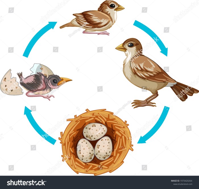 Birds and the Cycle of Life: Spring as a New Beginning