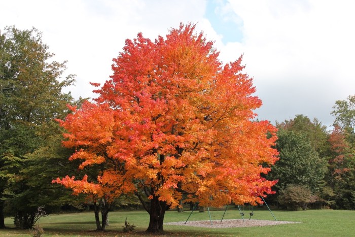 Maple sugar green mountain tree firefall gold autumn mn sale princeton