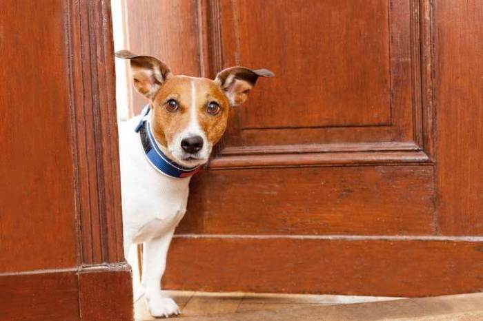 Dog open doors close teach tips video appreciate learnt owner every really would their if