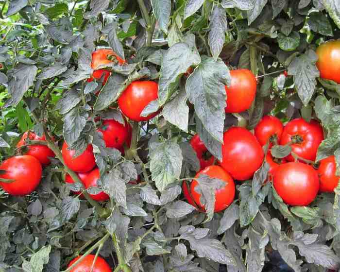 Mountain fresh tomato