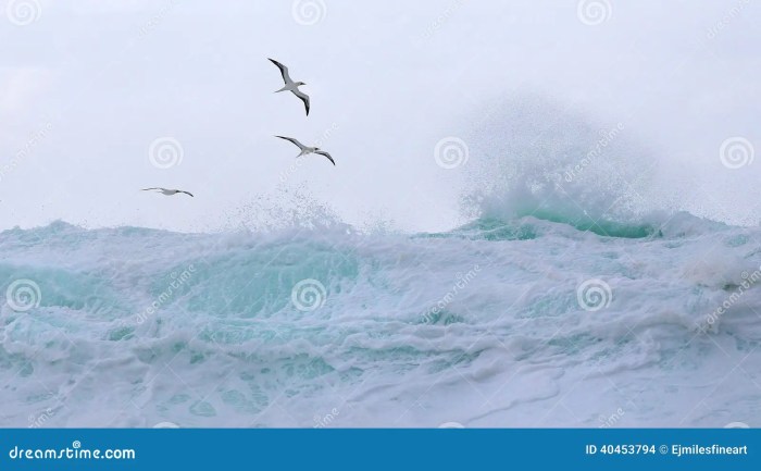 Birds and Surfing: A Springtime Wave