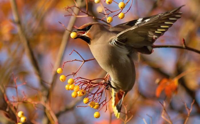 Birds and Fruit: A Springtime Treat