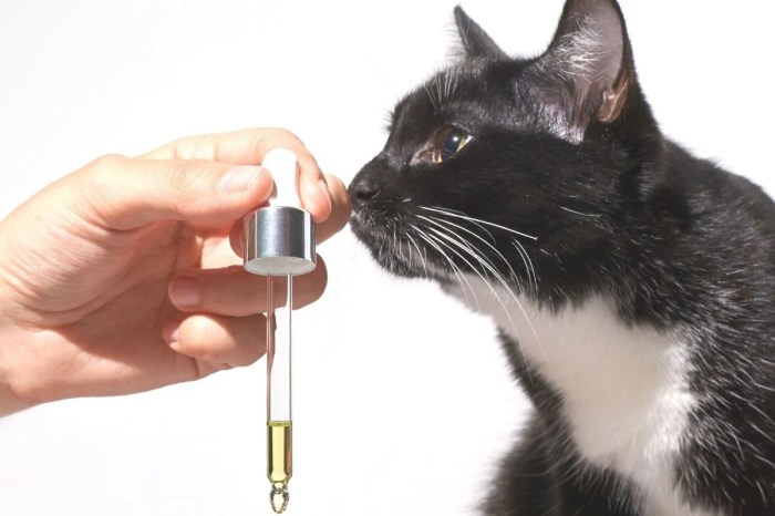 The use of essential oils in pet grooming tools for bug control