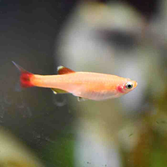 Minnow tanichthys albonubes source