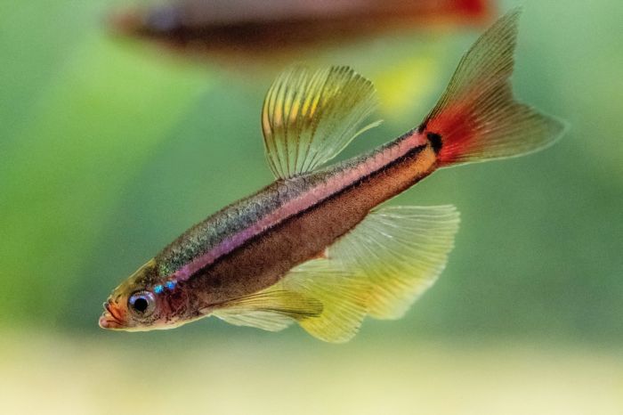 Minnow fish tanichthys albonubes freshwater aquarium danio caresheet minnows aquariadise kh goldfish vrouw verschil raise macro breeding tankmates diet space