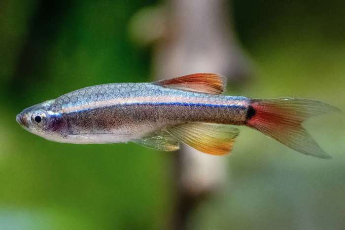 Mountain minnow