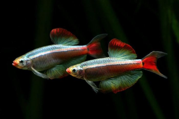 Cloud minnow mountain white fish long finned species aquarium vietnamese alchetron tank ornamental strain description aggressive freshwater pretty colors choose