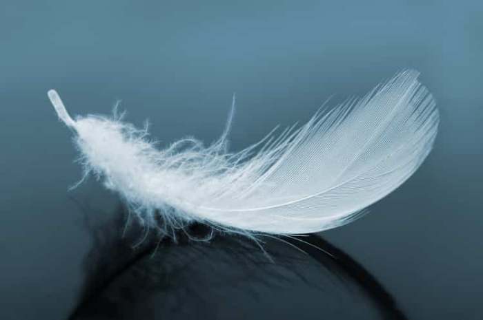 Bird feather cluster stuck together on ground