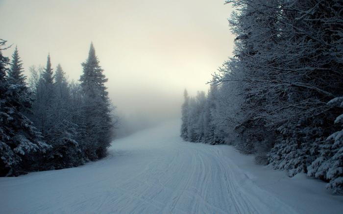 Winter woods