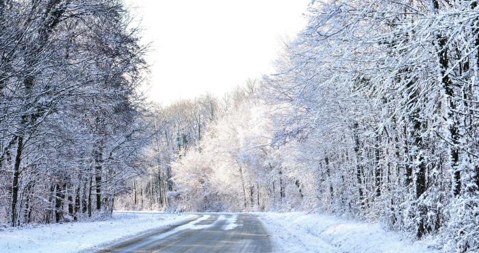 Winter woods