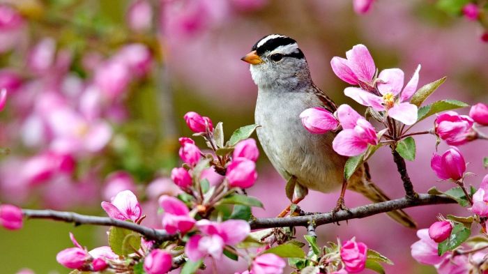 Birds of the Tropics: Springtime in the Warm Lands